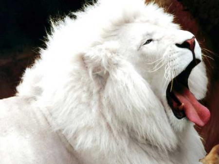 le lion